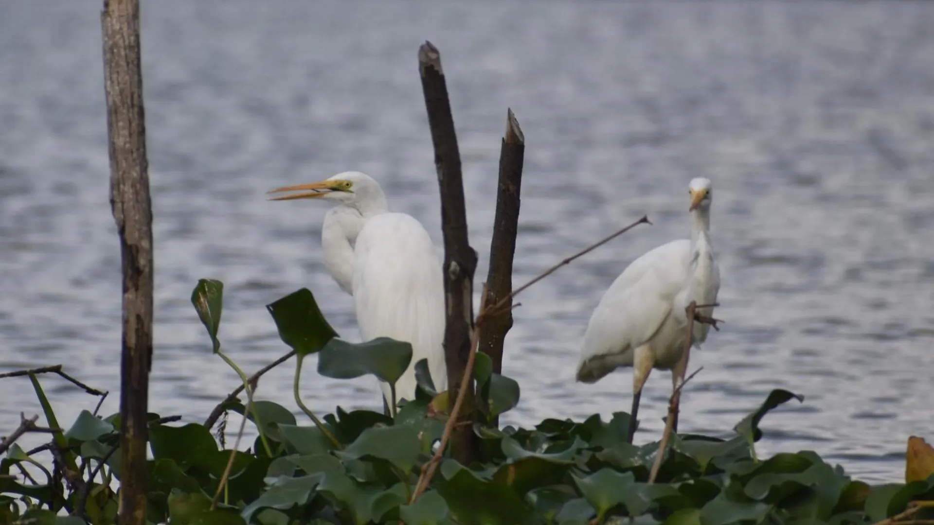 Wetland Resort Negombo 0*,